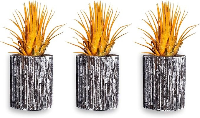 Air Plants - Tillandsia Ionantha - Organically Enhanced Color - Live Arrival Guaranteed - House Plants for Home Decor & Gift (3pk Marigold + White Barrels)
