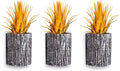 Air Plants - Tillandsia Ionantha - Organically Enhanced Color - Live Arrival Guaranteed - House Plants for Home Decor & Gift (3pk Marigold + White Barrels)