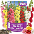3000+ Double Hollyhock Flower Seeds - Large Bulk Pack, Mixed-Color Tall Hollyhock Seeds, Perfect for Fence Lines & Wall Backdrops, Cottage Garden Style, Beginner-Friendly
