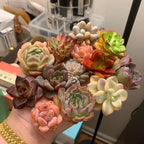 Mix DIY Rare Live Succulent Plants, 0.5-1,5" Random Mystery Bulk Succulent Live Plant, Without Pot & Soil, 6/12/24 Pcs, Garden Indoor Office Desk Decoration, Plant Gifts (24)