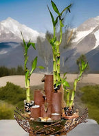 Lucky Bamboo 20 Stalks of Pure Luck, Free Butterfly Stake, No Green Thumb Required! Just add Water, Indoor Perennial Plants, Ideal Gift, Feng Shui