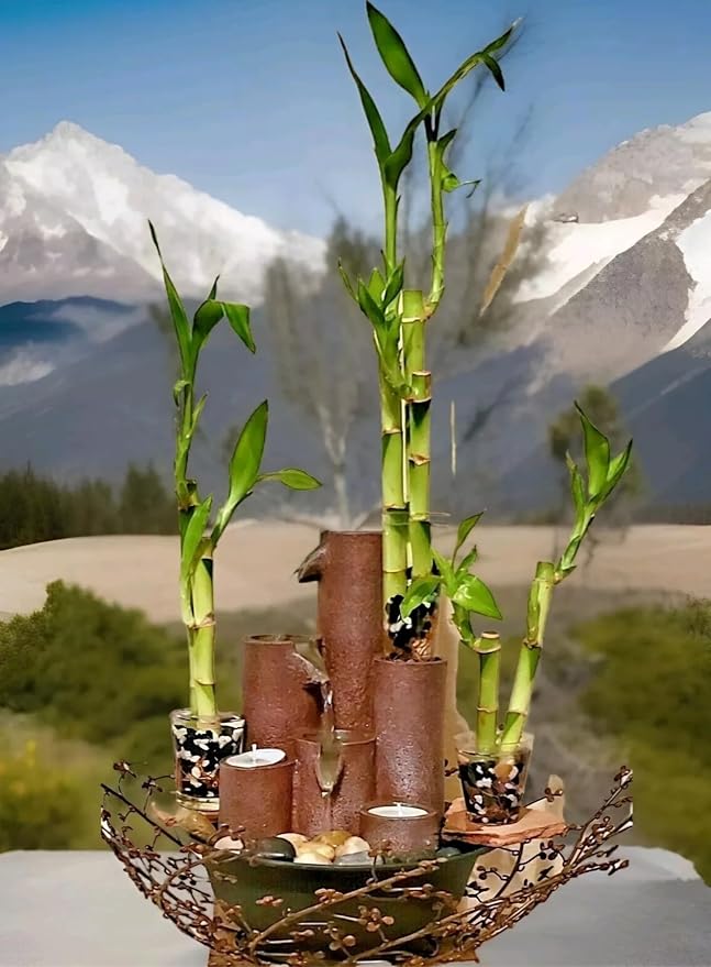 Lucky Bamboo 20 Stalks of Pure Luck, Free Butterfly Stake, No Green Thumb Required! Just add Water, Indoor Perennial Plants, Ideal Gift, Feng Shui