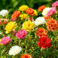 CarpetC Portulaca Seeds for Planting, Double Moss Rose Trailing Annual, Ground Cover Drought Tolerant Non-GMO Heirloom for Containers and Hanging Baskets