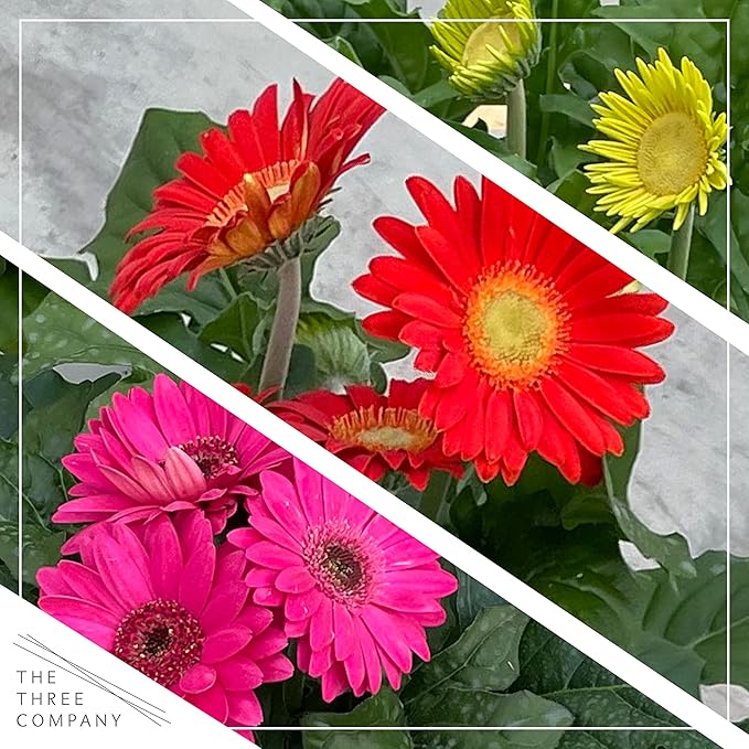 Live Gerbera Daisies - Assorted Colors (3 Plants Per Pack) - Beautiful Spring Flowers - 12" Tall by 5" Wide in 1 Qt Pot (Pack of 2)