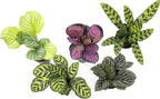 Live Calathea Houseplant (4 Pack), Pet Safe Plants for Cats & Dogs, Makoyana, Rattlesnake, Roseopicta, Air Purifying Indoor Plant Mix, Freddie, Orbifolia, Prayer Plants, Real Calatheas, 4.25 in. Pots
