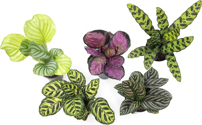 Live Calathea Houseplant (4 Pack), Pet Safe Plants for Cats & Dogs, Makoyana, Rattlesnake, Roseopicta, Air Purifying Indoor Plant Mix, Freddie, Orbifolia, Prayer Plants, Real Calatheas, 4.25 in. Pots