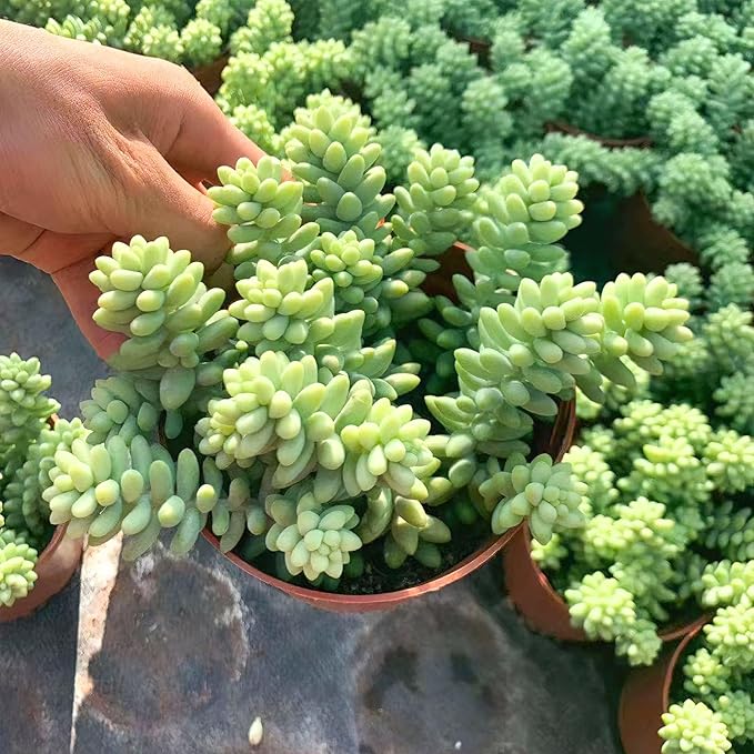 Donkey Tail Live Succulent Plant (4-inch), Burro’s Tail, Fully Rooted Trailing Houseplant for Hanging Baskets, Low Maintenance Home & Office Decor, Ideal Gift for Plant Lovers