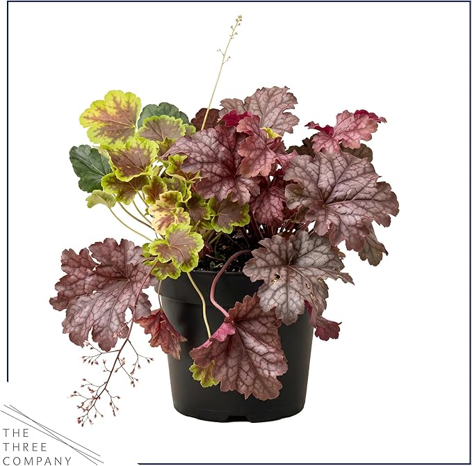 Live Heuchera (Coral Bells) – Tri-Color Blend – Beautiful Shade Perennial – Healthy Spring Plant – 10" Tall by 6" Wide in 2 Qt Pot