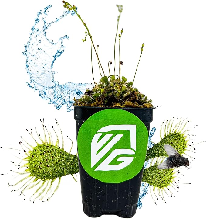 Spoonleaf Sundew Live Carnivorous Plant - Drosera Spathulata by Wellspring Gardens - Starter Plant - Live Potted Indoor Plant, Ideal for Home & Office Environments and Plant Enthusiasts