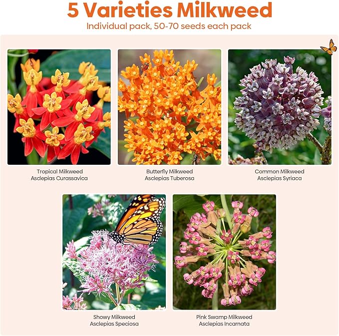 Groundio Milkweed Seeds for Planting, Attract Monarch Butterflies & Pollinators, 5 Individual Packs Flower Seeds -Tropical, Butterfly, Common, Showy, Pink Swamp, Non-GMO Perennial Wildflower Seeds