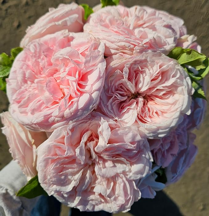 Claire Rose Bush, Rare Plants, Rose Bushes Ready to Plant, 2 Quart Pot, Live Plants Outdoor, Plant Gifts, Roses, Rare Plants, Perennial Plants, Outdoor Plants Live