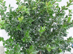 Ilex X meserveae 'Blue Princess' (Blue Holly) Evergreen, #2 - Size Container