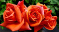 Royal Dane Rose Bush Ready to Plant, 2 Quart Potted Live Rose Plant, Apricot Orange Rose, Plant Gifts