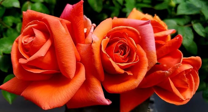 Royal Dane Rose Bush Ready to Plant, 2 Quart Potted Live Rose Plant, Apricot Orange Rose, Plant Gifts