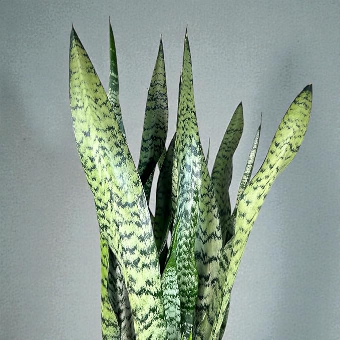 Sansevieria Zeylanica Live Plant Indoor/Outdoor in 10 in Grower Pot