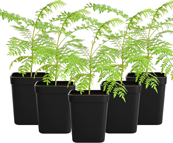 My Shelfie - Mini Jacaranda Tree, 3-4 Inch Tall Bonsai Tree in 2-Inch Pot, Live Plants Outdoor Hardiness Zones 9-11, Bonsai Live with Purple Flowers (5)