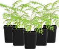My Shelfie - Mini Jacaranda Tree, 3-4 Inch Tall Bonsai Tree in 2-Inch Pot, Live Plants Outdoor Hardiness Zones 9-11, Bonsai Live with Purple Flowers (5)