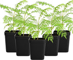 My Shelfie - Mini Jacaranda Tree, 3-4 Inch Tall Bonsai Tree in 2-Inch Pot, Live Plants Outdoor Hardiness Zones 9-11, Bonsai Live with Purple Flowers (5)