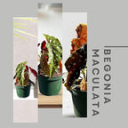 Live Begonia Maculata Plant – Polka Dot Angel Wing Houseplant, Rare Indoor Decorative Foliage, Easy Care Air Purifier for Home or Office (Heat Pack Included)