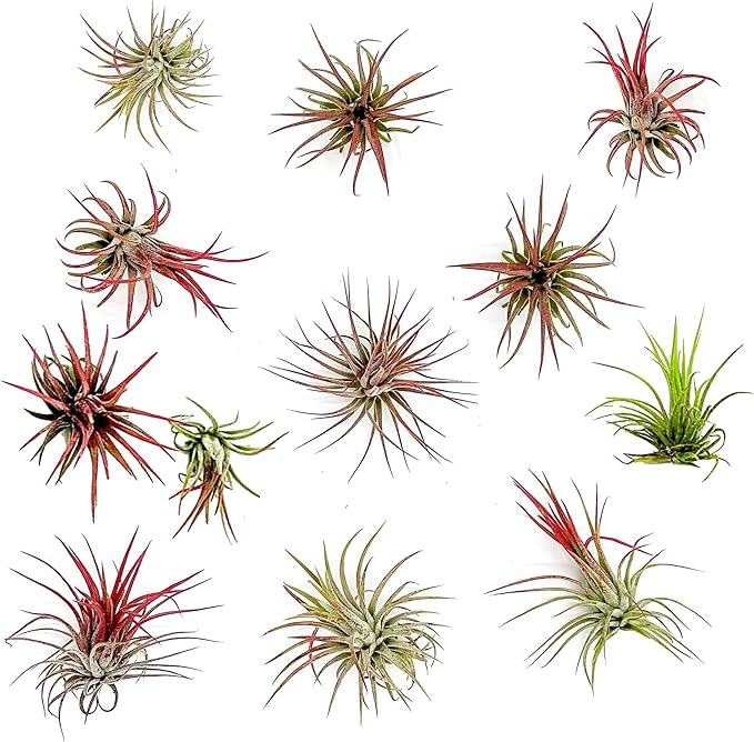 ragnaroc Air Plants - Tillandsia Ionantha Fuego, Regular 2-3" - 12ct - Live Arrival Gauranteed - House Plants for Home Decor & Gift