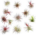 ragnaroc Air Plants - Tillandsia Ionantha Fuego, Regular 2-3" - 12ct - Live Arrival Gauranteed - House Plants for Home Decor & Gift