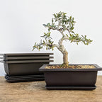 Bonsai Outlet Training Pots with Humidity Trays - Built in Mesh, Six Inch Large Planters + Made from Durable Shatter Proof Poly-Resin, Set of 3 Pot Set…