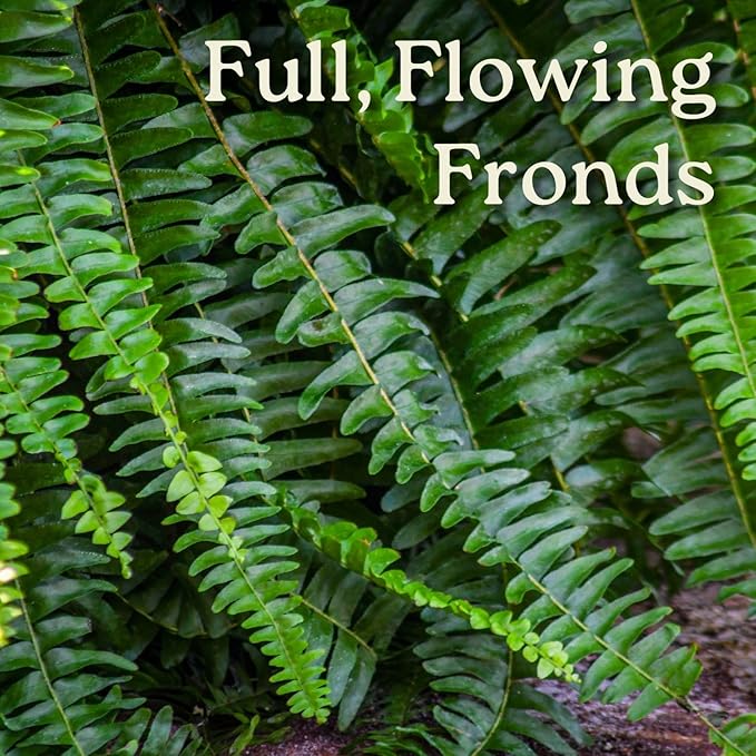 Live Boston Fern Hanging Basket Plant (10" Hanging Basket) - Overall Spread 25" to 30" - Tropical Plants of Florida