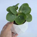 Chinese Money Plant Live (Pilea Peperomioides) in White Geometric Self-Watering Planter, Modern Indoor Houseplant, Minimalist Home & Office Desk Decor, Easy Care Gift, Air Purifying Plant