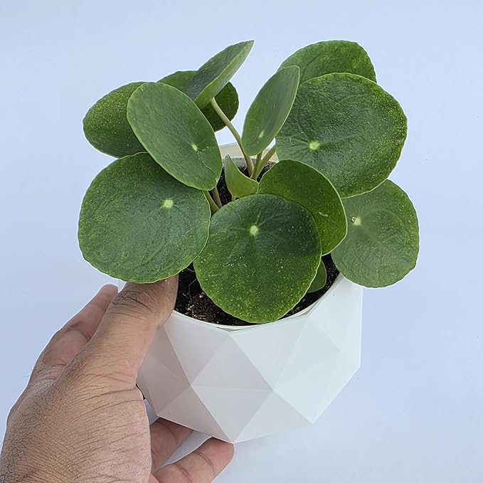 Chinese Money Plant Live (Pilea Peperomioides) in White Geometric Self-Watering Planter, Modern Indoor Houseplant, Minimalist Home & Office Desk Decor, Easy Care Gift, Air Purifying Plant