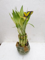 Creative Frogs with 6'' Lucky Bamboo/butterfly Unique Design From Jm Bamboo