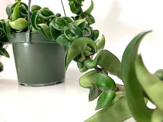 Hoya Compacta aka Hoya Hindu Rope Available in Large 6" Hanging Pot - Live Hoya Plant Air-Purifying Vine (XXL 6" Hanging Pot, Vines 1-3ft Long)
