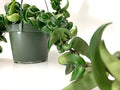 Hoya Compacta aka Hoya Hindu Rope Available in 4 inch Pot with One Plant - Air Purifying Plant - Hoya Plants Live Houseplants - Very Short Right Now