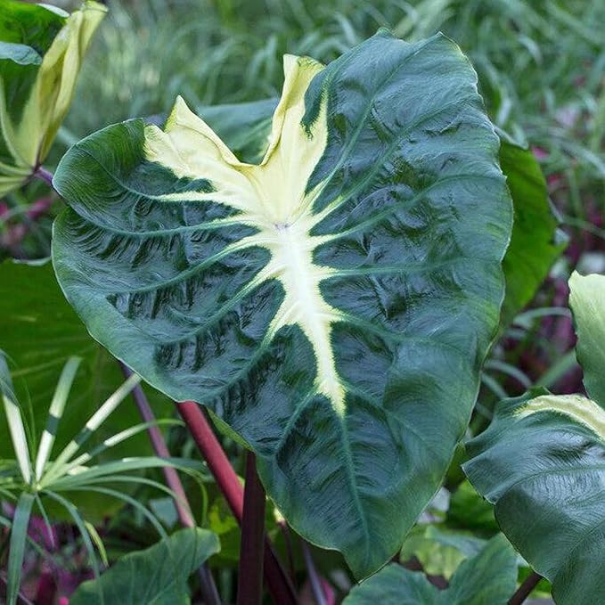 White Lava Taro, a Great Live Pond Plant for Your Water Garden. Filters The koi and Goldfish Pond. Good for Bogs, Plant Shelf or Shallow Water This marginal Aquatic is a Real Beauty