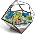 Creations by Nathalie DIY 7" Geometric Terrarium Kit - Build Your Own Glass Terrarium for Adults & Teens with Moss, Crystals, Tools & Decor - Handcrafted in the USA (Live Plant Included)