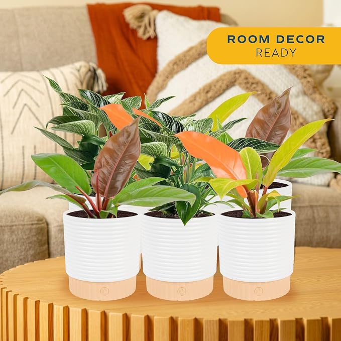 Costa Farms Philodendron Live Plants in Decorative Pots, Air Purifying Indoor Houseplant, Assorted Variety, Home, Room, or Office Decor, House Warming or Birthday Gift, 12-18 Inches Tall, Pack of 6