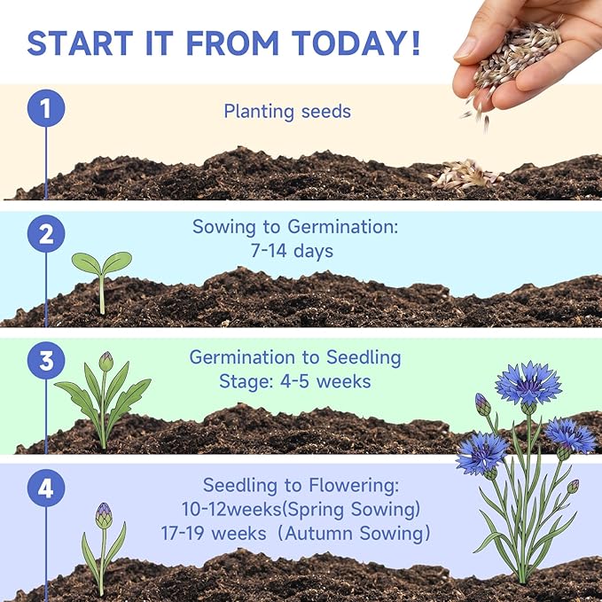 Groundio 6000+ Bachelor Button Seeds Tall Blue, Non-GMO Heirloom Cornflower Seeds, Stunning Blue Wildflower Seeds Easy to Grow, Perfect for Wildflower & Pollinator Gardens (Centaurea cyanus)
