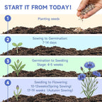 Groundio 6000+ Bachelor Button Seeds Tall Blue, Non-GMO Heirloom Cornflower Seeds, Stunning Blue Wildflower Seeds Easy to Grow, Perfect for Wildflower & Pollinator Gardens (Centaurea cyanus)
