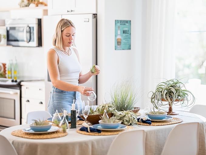 Air Plant Shop 5 Pack Tough Stuff Collection of Tillandsia Air Plants- Wholesale and Bulk - Succulents - Live Tillandsia - Easy Care Indoor and Outdoor House Plants