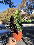 Calathea Lancifolia Rattlesnake Plant, Green with Purple Undersides, 4-6 Inch, Live Indoor Prayer Plant, Pet Safe, Low Light Tropical Houseplant