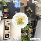 6 Pcs Air Plant Holder Magnet - Small Air Plant Display Stand Airplant Wall Mount Holder Wooden for Live Tropical Plants Home Office Decoration Supplies (Plants Not Included)