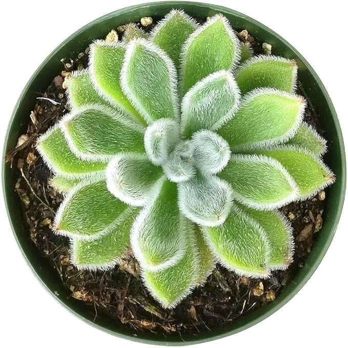 Echeveria Doris Taylor Succulent (Woolly Rose) - Fuzzy Mexican Firecracker Succulent in 2" or 4" Pot, Soft Velvet Foliage, Unique Pet-Safe Houseplant (4 inch + White Pot)