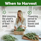 HOME GROWN Non GMO Rosemary Seeds Pack - 150 High Germinating Heirloom Herb Seeds for Planting in Indoor or Outdoor Herb Gardens (Salvia rosmarinus)
