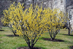 5 Witch Hazel Trees/Shrubs - 10-18" Tall Live Plants - Yellow Flowering Bushes - Hamamelis virginiana - (5 Pack)