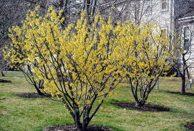 5 Witch Hazel Trees/Shrubs - 10-18" Tall Live Plants - Yellow Flowering Bushes - Hamamelis virginiana - (5 Pack)