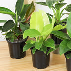 Live Philodendron Houseplants (3PK) Indoor Houseplant Philodendrons Mix Pack, Real Indoor Plants for Beginners, Rotating Assortment, Easy Plant Care