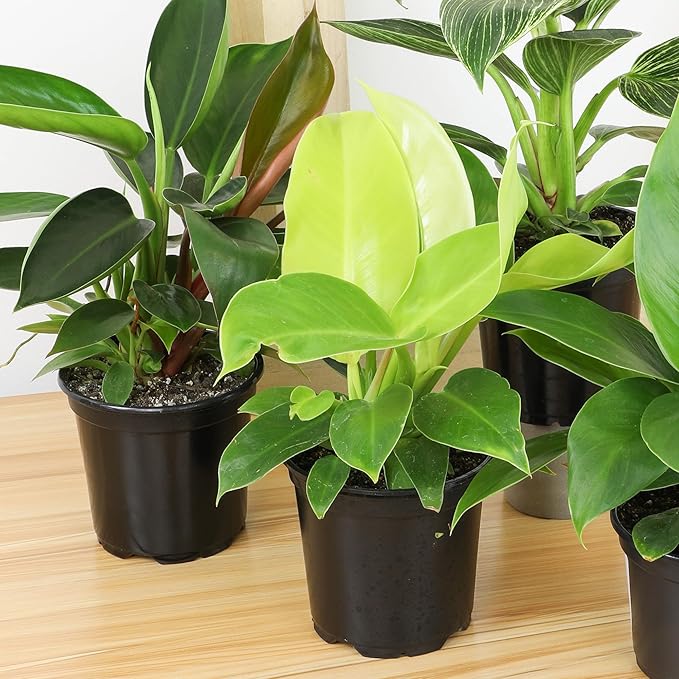 Live Philodendron Houseplants (3PK) Indoor Houseplant Philodendrons Mix Pack, Real Indoor Plants for Beginners, Rotating Assortment, Easy Plant Care