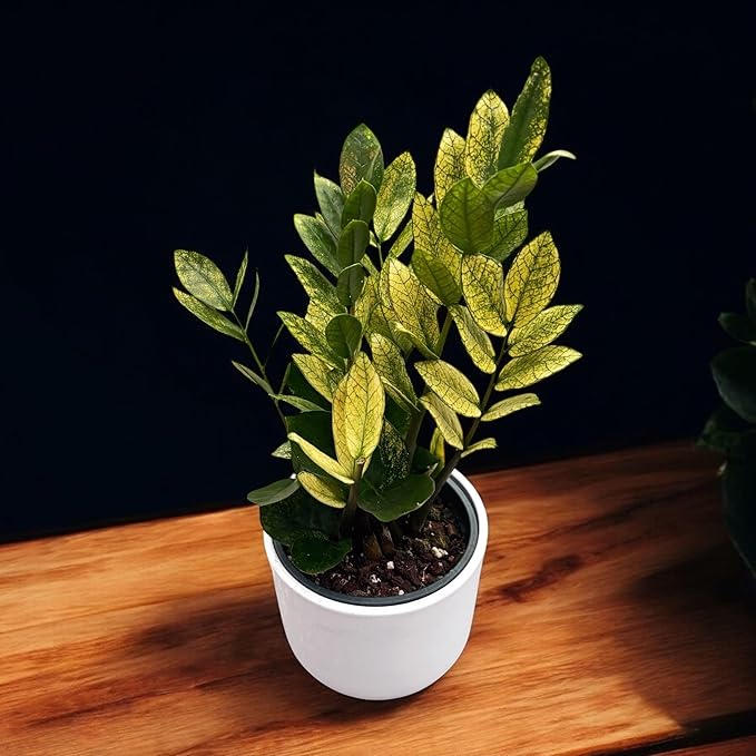 RedCrocus Chameleon ZZ Plant- Variegated Zamioculcas zamiifolia Indoor Plant, Pet Safe, Low Maintenance, Decorative Foliage, Container Friendly, Indoor Office & Shade Garden 6" Pot