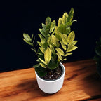 RedCrocus Chameleon ZZ Plant- Variegated Zamioculcas zamiifolia Indoor Plant, Pet Safe, Low Maintenance, Decorative Foliage, Container Friendly, Indoor Office & Shade Garden 6" Pot