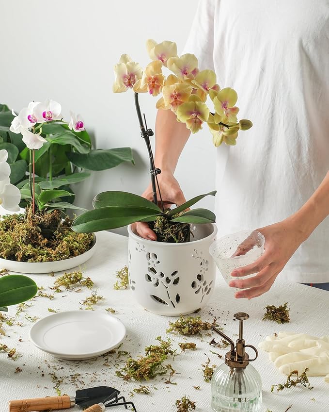 Fayoula Orchid Pot, 6.5 inch Large Orchid Pots with Holes for Healthy Growth and Easy Repotting, Premium Ceramic Orchid Planter for Indoor and Outdoor Use, (Note : Plant Not Included)