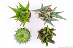Live Aloe Succulents – Large Assorted 4-Inch Aloe Succulents – Fully Rooted Aloe Succulents (4)